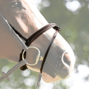 Focinheira Week Tuesday diteita