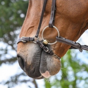 Focinheira alemã Week com barbela