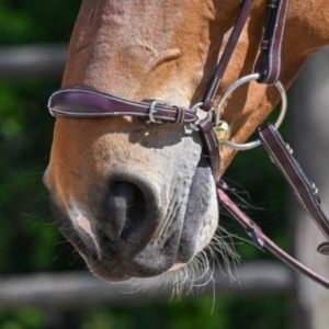 Focinheira alemã week