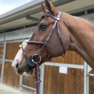 Focinheira Week Monday cruzada