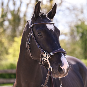 Cabeçada one premium hackamore